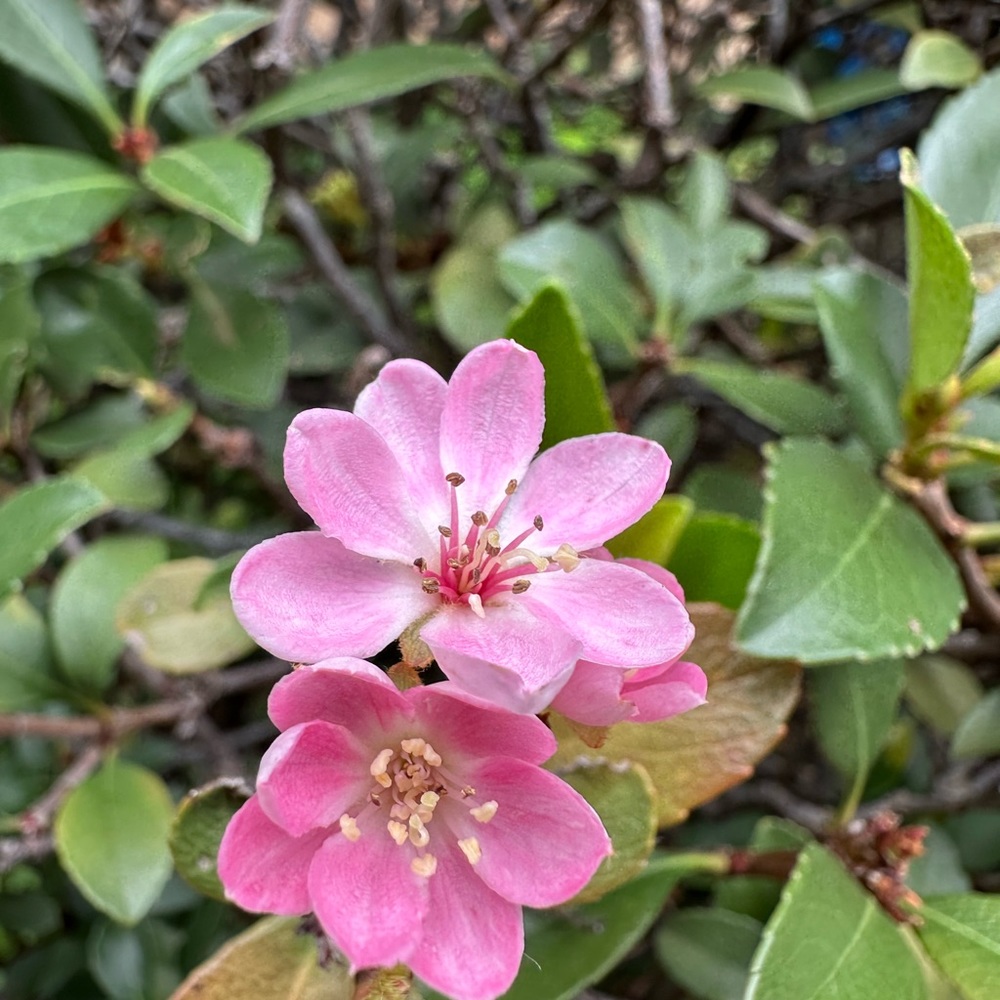 Meet your Posher, Liko